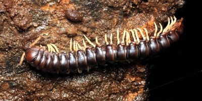 Flat-backed Millipede (Aphelidesmidae)