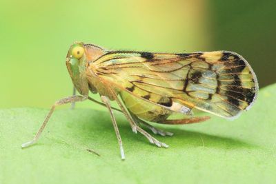 Planthopper, Pintalia sp. (Cixiidae)