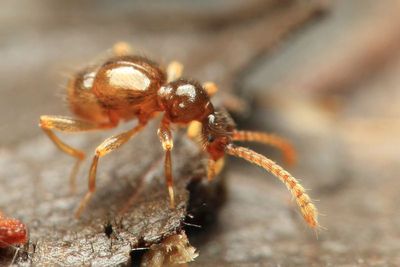 Ant-like Stone Beetle (Staphylinidae: Pselaphinae)