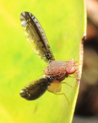 Picture-winged Fly (Ulidiidae: Pterocallini)