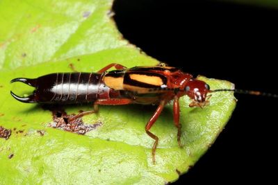 Earwig, Carcinophora rosenbergi (Anisolabididae)