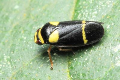 Spittlebug (Cercopidae)
