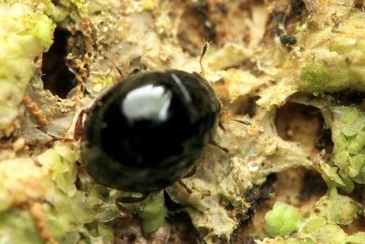 Shining Flower Beetle (Phalacridae)