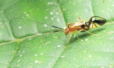 Barklouse (Psocidae: Thyrsophorinae)
