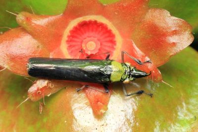 Sharpshooter, Raphirhinus phosphoreus (Cicadellidae: Cicadellinae)