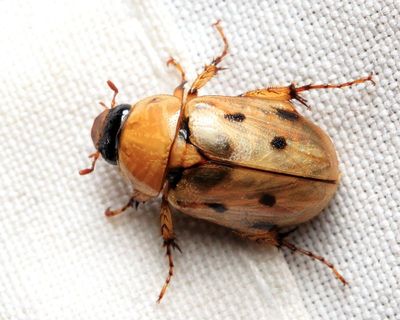 Masked Chafer, Cyclocephala brittoni (Scarabaeidae: Dynastinae)