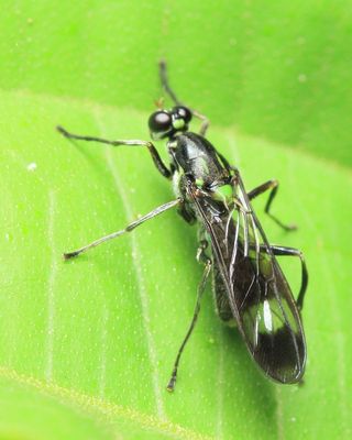 Soldier Fly (Stratiomyidae: Raphiocerinae)