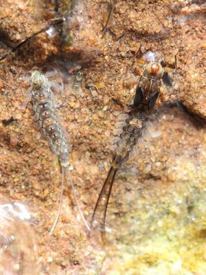 Mayflies (Baetidae)