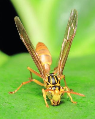 Paper Wasp, Agelaia sp. (Vespidae: Polistinae)