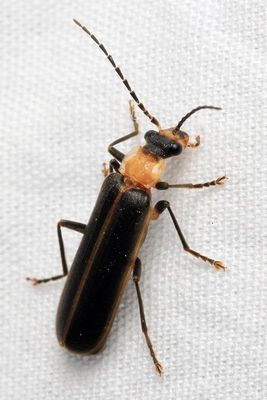 Soldier Beetle, Podabrus flavicollis (Cantharidae)