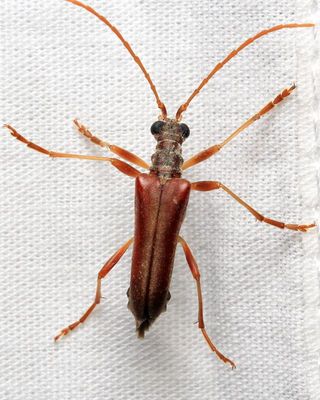 Flower Longhorn, Stenocorus cinnamopterus (Cerambycidae: Lepturinae)