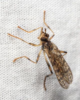 Scarab-pursuing Fly, Boreothrinax maculipennis (Pyrgotidae)