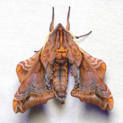 Small-eyed Sphinx, Paonias myops (Sphingidae)