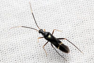 Plant Bug, Pseudoxenetus regalis (Miridae: Orthotylinae)
