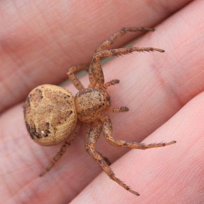 Crab Spider, Xysticus sp. (Thomisidae)