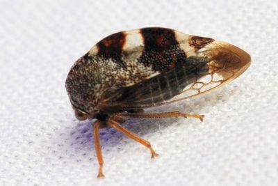 Treehopper, Cyrtolobus tuberosus (Membracidae: Smiliinae)