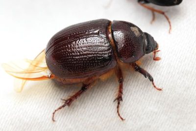 Carrot Beetle, Ligyrus gibbosus (Scarabaeidae: Dynastinae)
