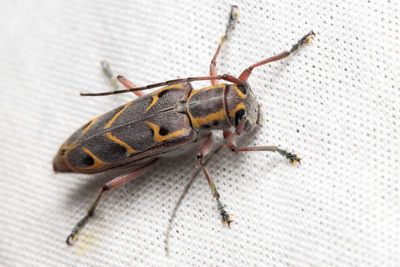Elm Borer, Saperda tridentata (Cerambycidae)