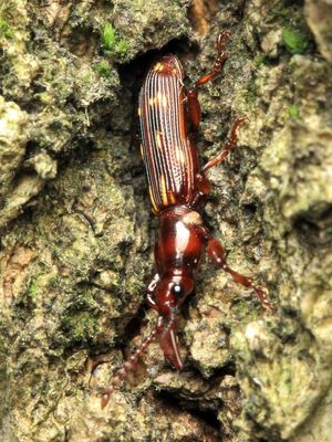Oak Timberworm, Arrenodes minutus (Brentidae)
