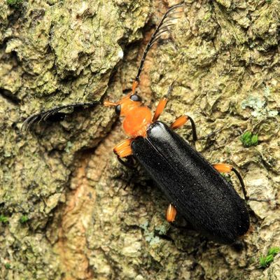 Fire-colored Beetle, Neopyrochroa femoralis (Pyrochroidae)
