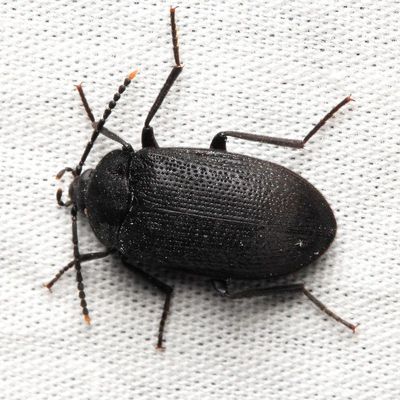 Velvety Bark Beetle, Penthe pimelia (Tetratomidae)