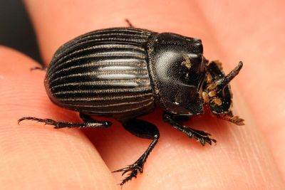 Dung Beetle, Copris fricator (Scarabaeidae: Scarabaeinae)