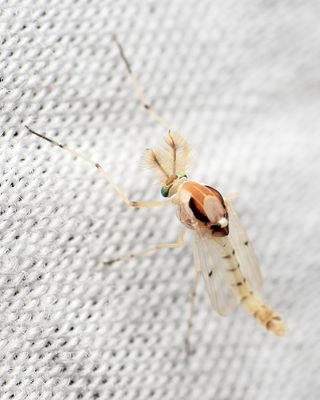 Non-biting Midge, Coelotanypus concinnus (Chironomidae: Tanypodinae)