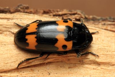 Pleasing Fungus Beetle, Megalodacne fasciata (Erotylidae)