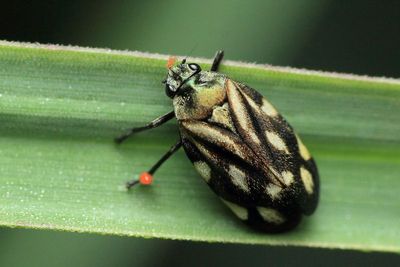 Spittlebug, Isozulia soluta (Cercopidae: Ischnorhininae)