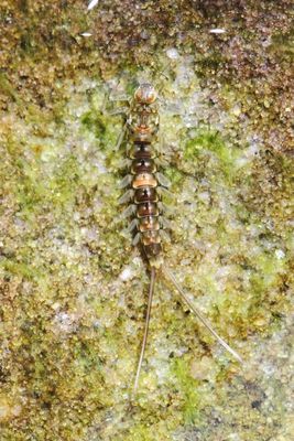 Mayfly (Baetidae)