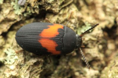 Darkling Beetle, Platydema elliptica (Tenebrionidae: Diapriinae)