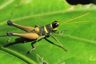 Grasshopper, Eucosmetacris cingulata (Acrididae: Ommatolampidinae)