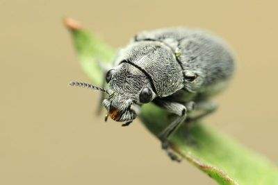 Casebearer, Coleothorpa dominicana (Chrysomelidae: Cryptocephalinae)