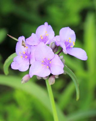 Ohio Spiderwort, Tradescantia ohiensis (Commelinaceae)