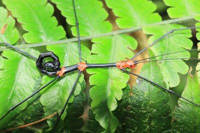 Stick Insect, Oreophoetes sp. (Diapheromeridae)
