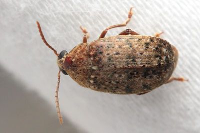 Locust Seed Beetle, Amblycerus robiniae (Chrysomelidae: Bruchinae)