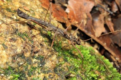 Stick Insect, Creoxylus sp. (Pseudophasmatidae: Xerosomatinae)