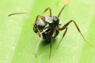 Ant, Camponotus sp. (Formicidae: Formicinae)