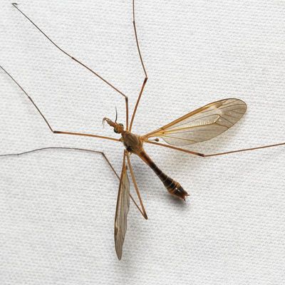 Crane Fly, Tipula (Lunatipula) bicornis (Tipulidae)