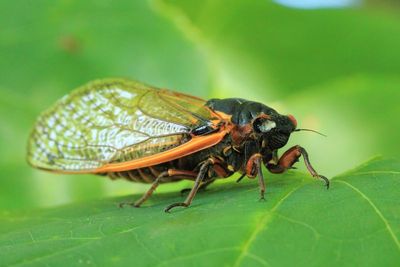 Pharaoh Cicada, M. septendecim (XIII)