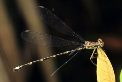 Tropical Damselfly, Philogenia sp. (Philogeniidae)