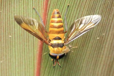 Horse Fly, Dichelacera sp. (Tabanidae)