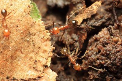 Ants, Pheidole sp. (Formicidae: Myrmicinae)