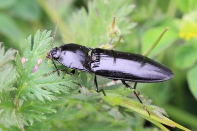 Click Beetle, Melanactes sp. (Elateridae: Oxynopterinae)