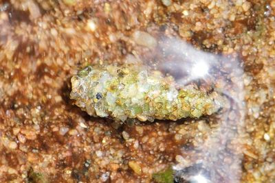 Case-bearing caddisfly