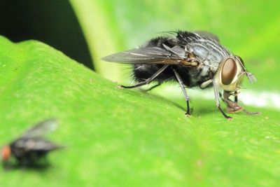 Bristle Fly, Leschenaultia sp. (Tachinidae: Exoristinae)