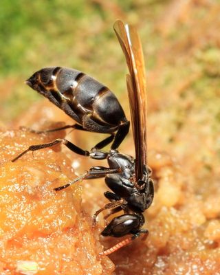 Paper Wasp, Agelaia sp. (Vespidae: Polistinae)
