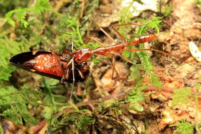 Trapjaw Ant, Anochetus sp. (Formicidae: Ponerinae)