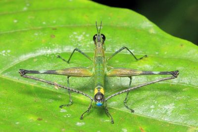 Airplane Grasshopper, Eumastax sp. (Eumastacidae)