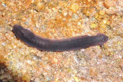Planarian, Girardia sp. (Dugesiidae)